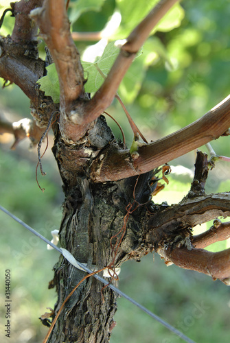 Vignoble de Saint Emilion, cep de vigne, fin septembre