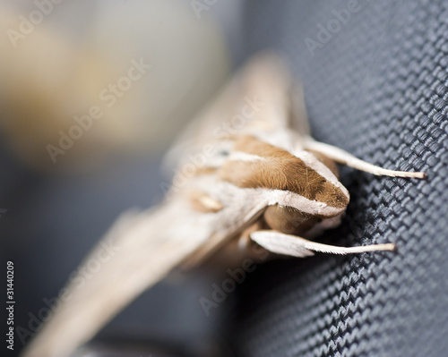 Egyptian Hawkmoth on material background photo