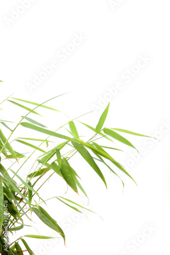 feuilles de bambou © Fox_Dsign
