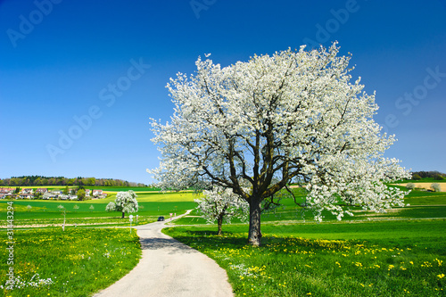 Blossoming trees in spring.