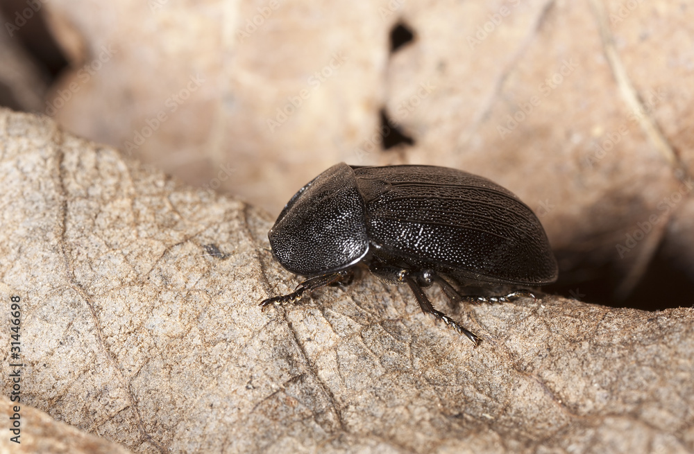 European carrion beetle (Phosphuga atrata) European carrion beetle (Phosphuga atrata)