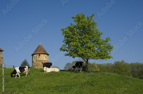 Scène champêtre 7422 photo