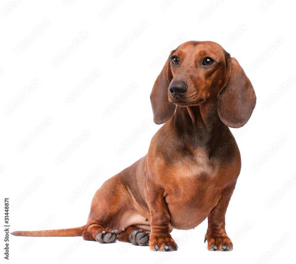 Portrait Side View Of A Black Dachshund Dog Puppy Isolated