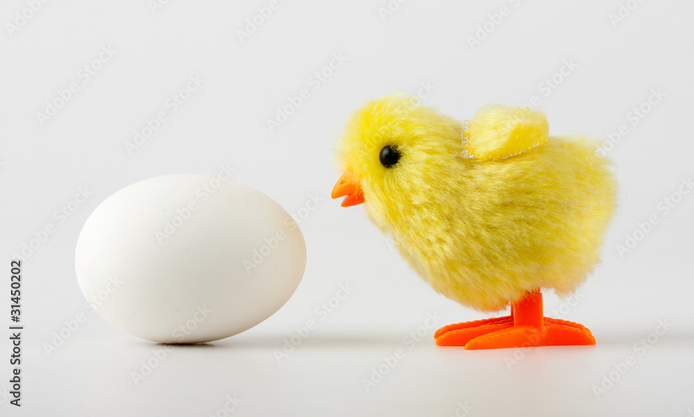 Baby chicken looking at egg Baby chicken looking at egg