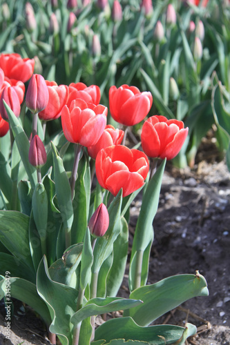 Red tulips on a field