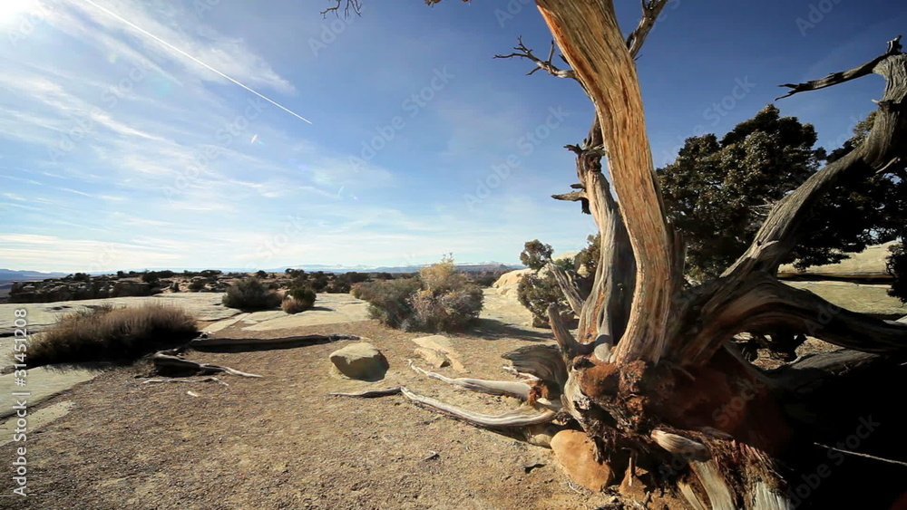 Petrified Tree in Desert Environment Petrified Tree in Desert Environment