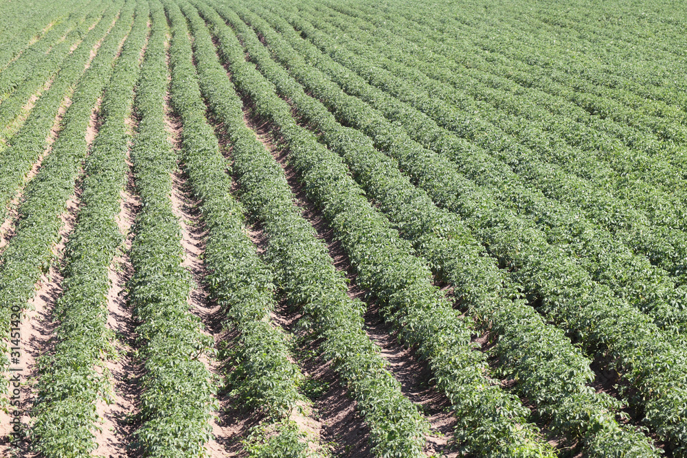 Potato field