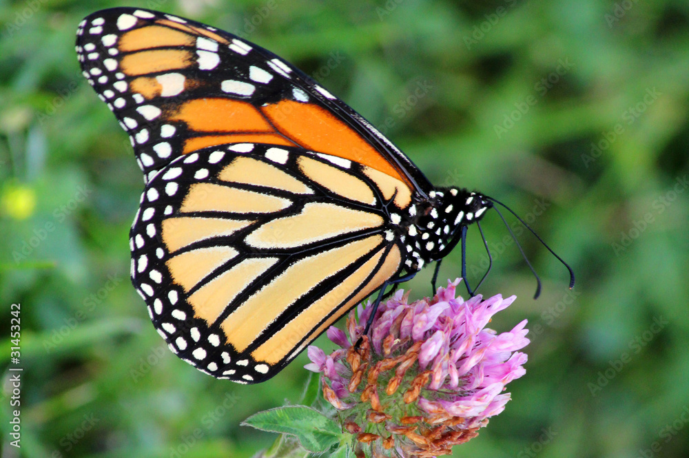 Butterfly Butterfly