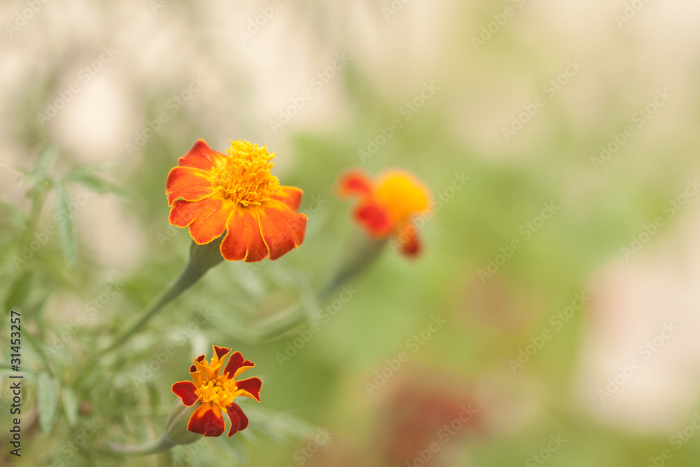 closeup of marigold