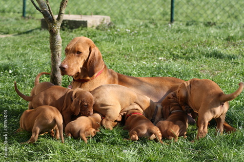 Magyar Vizsla Hündin