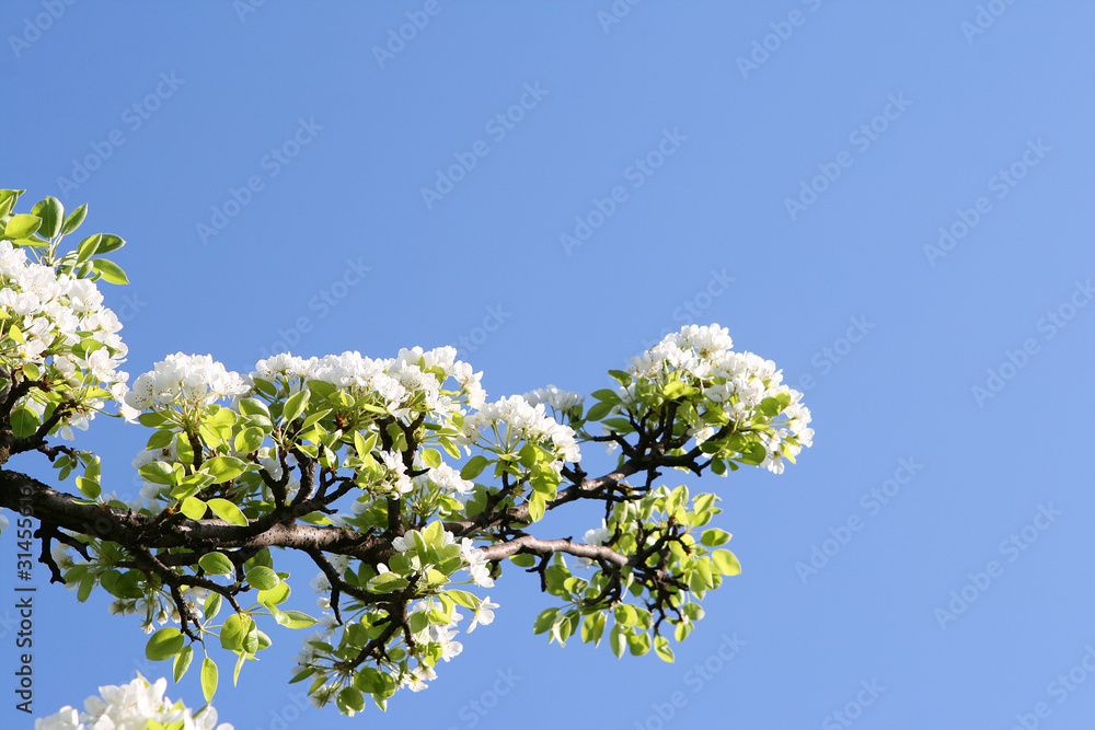 Blossom Blossom