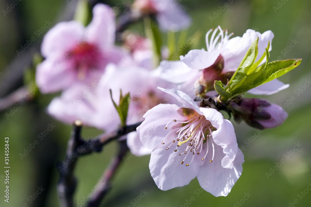 Fototapeta premium peach flower
