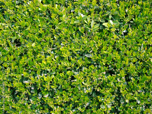 the texture of the hedges with fresh leaves