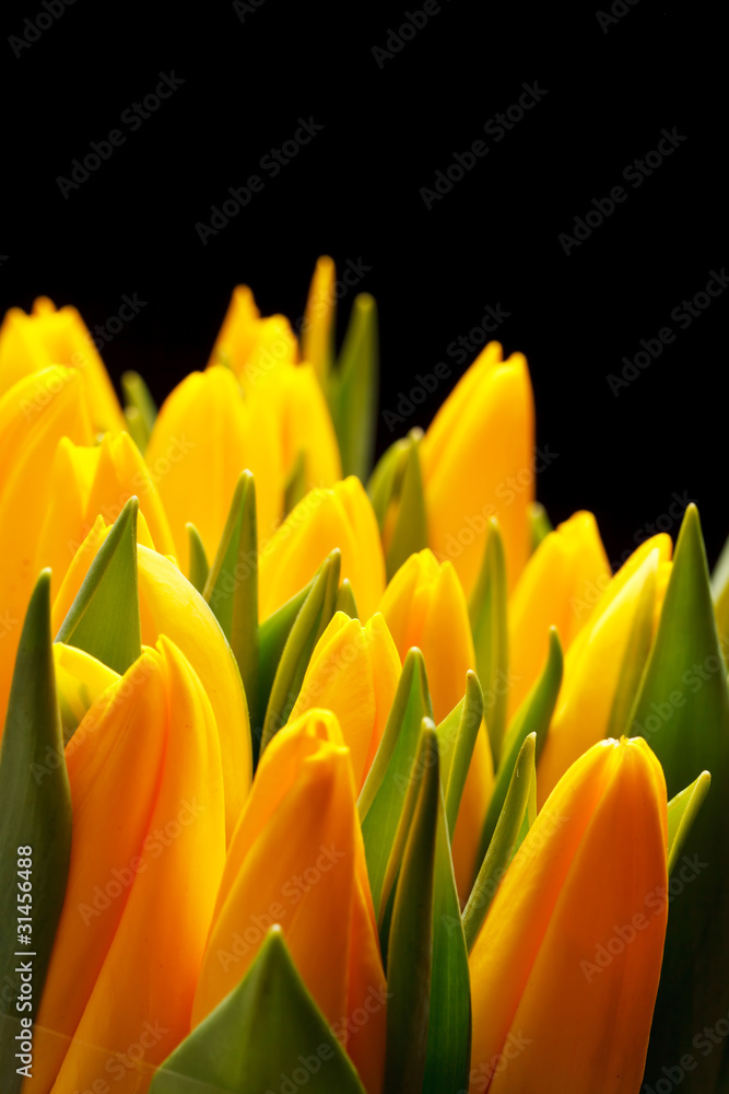 beautiful tulips beautiful tulips