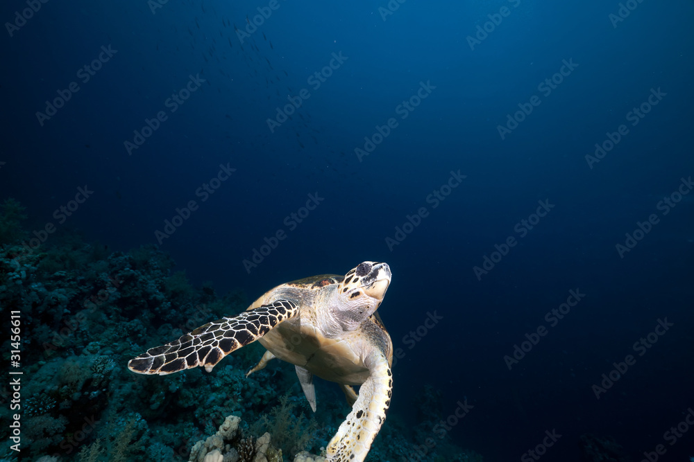 Fototapeta premium Hawksbill turtle in the Red Sea.