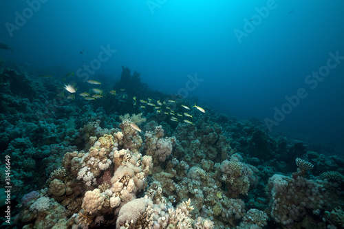 Fototapeta Naklejka Na Ścianę i Meble -  snappers and coral in the Red Sea.