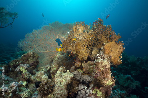 Seafan and anemone in the Red Sea.