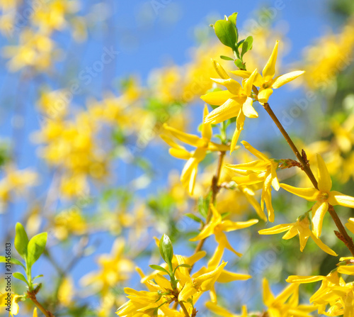 Forsythia in Blüte