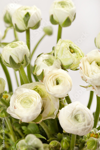 Fototapeta Naklejka Na Ścianę i Meble -  white Ranunculus