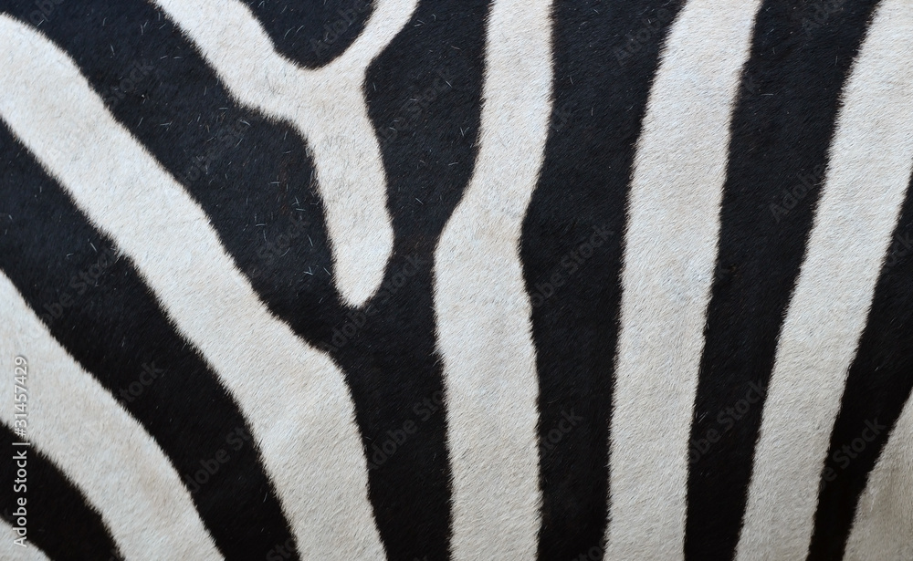 Pattern of a zebra skin Pattern of a zebra skin