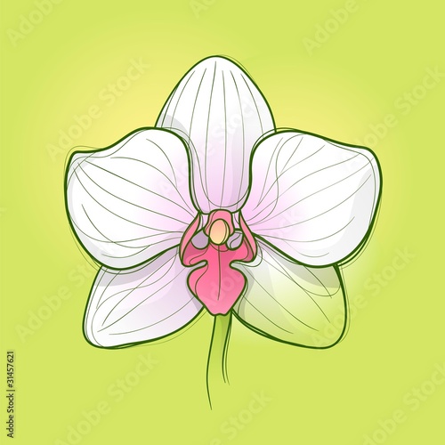 White orchid flower