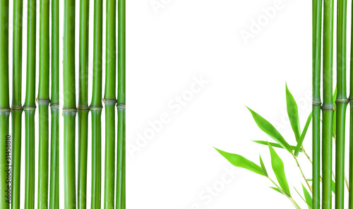 Border of Green small bamboo