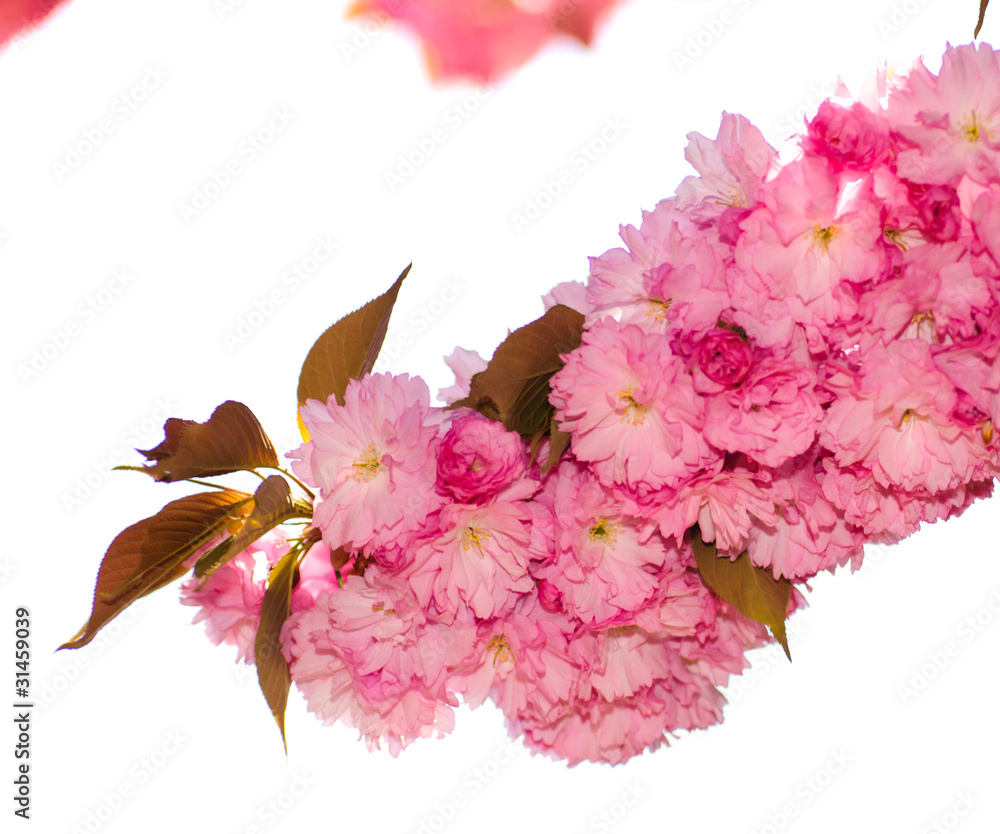 Naklejka premium Sakura blooming