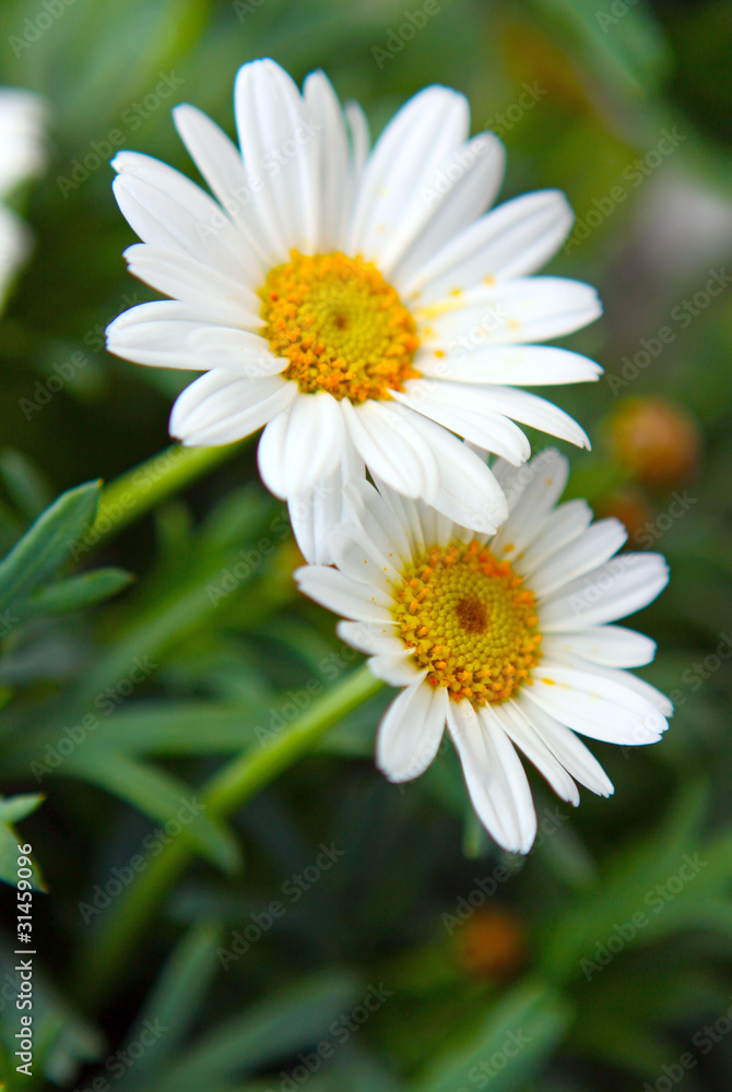 Margeriten Margeriten