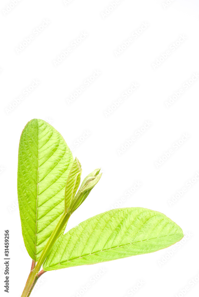 closeup of leaf closeup of leaf
