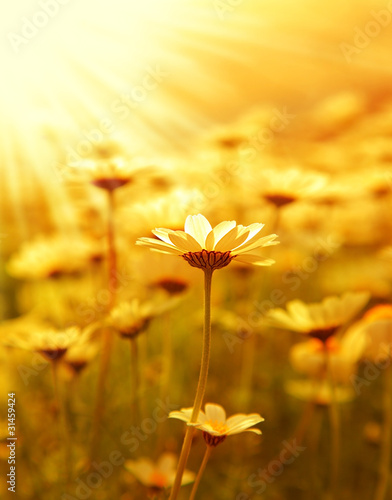 Daisy flower field over sunset #31459424
