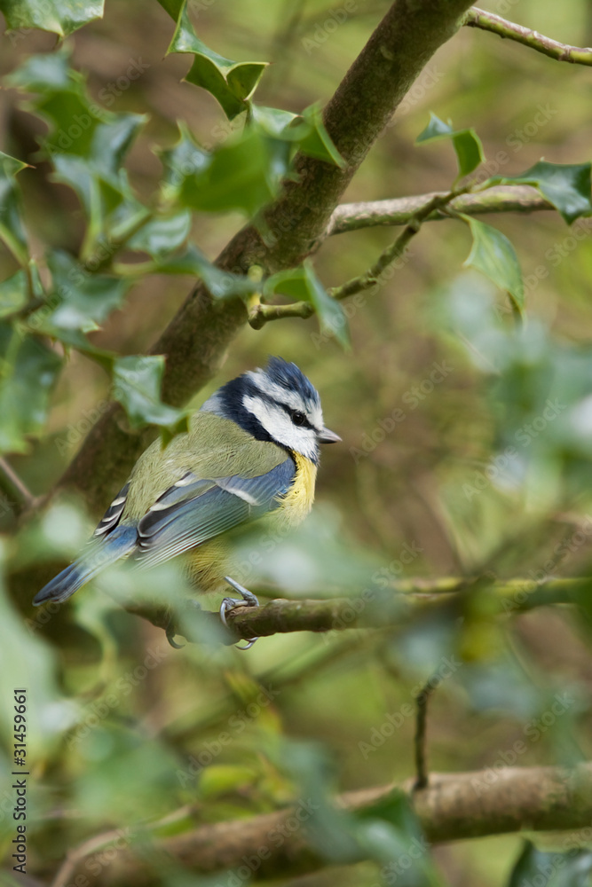 Obraz premium blue tit in tree 9741