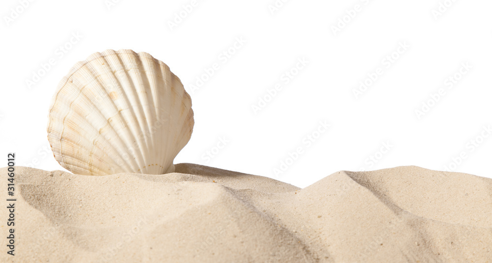 shell on beach shell on beach