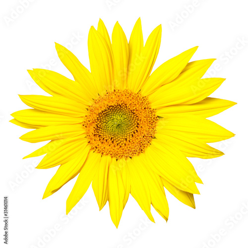 Sunflower cutout