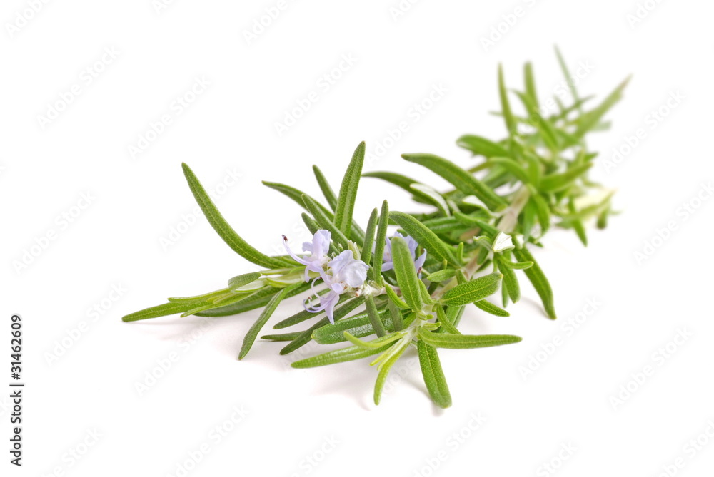 fresh rosemary isolated on white fresh rosemary isolated on white