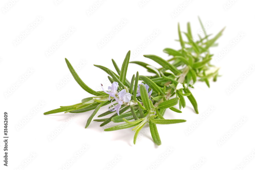 fresh rosemary isolated on white