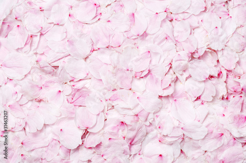cherry blossom