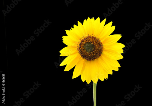 Yellow sunflower isolated on black photo