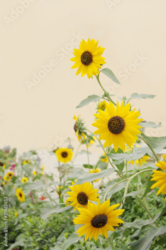 Fototapeta Naklejka Na Ścianę i Meble -  Beautiful beach sunflowers