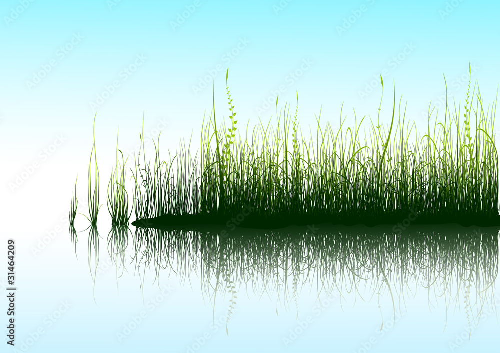 Obraz premium Green grass with reflection in water