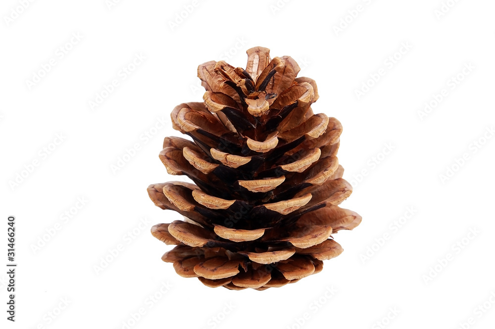 Pine strobile (cone), isolated on white background Pine strobile (cone), isolated on white background