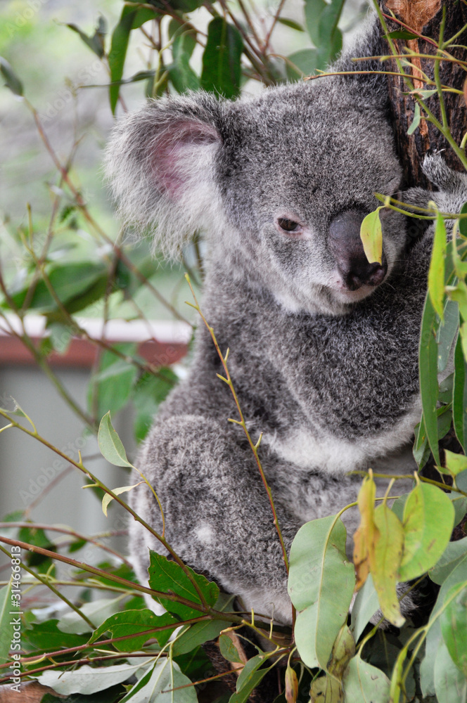 Obraz premium Koala