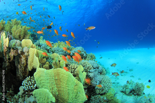 Fototapeta Naklejka Na Ścianę i Meble -  Coral Reef