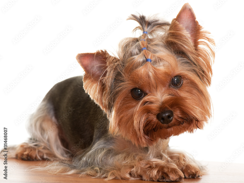 Lying yorkshire terrier