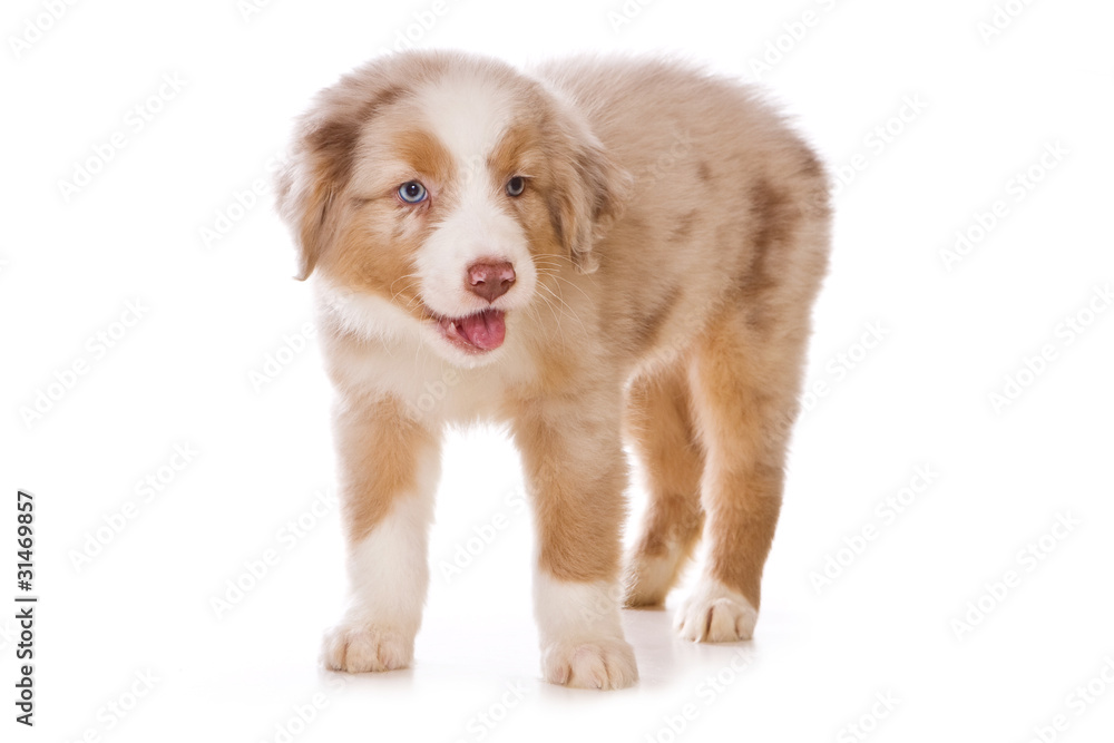 Australian Shepherd puppy on white Australian Shepherd puppy on white