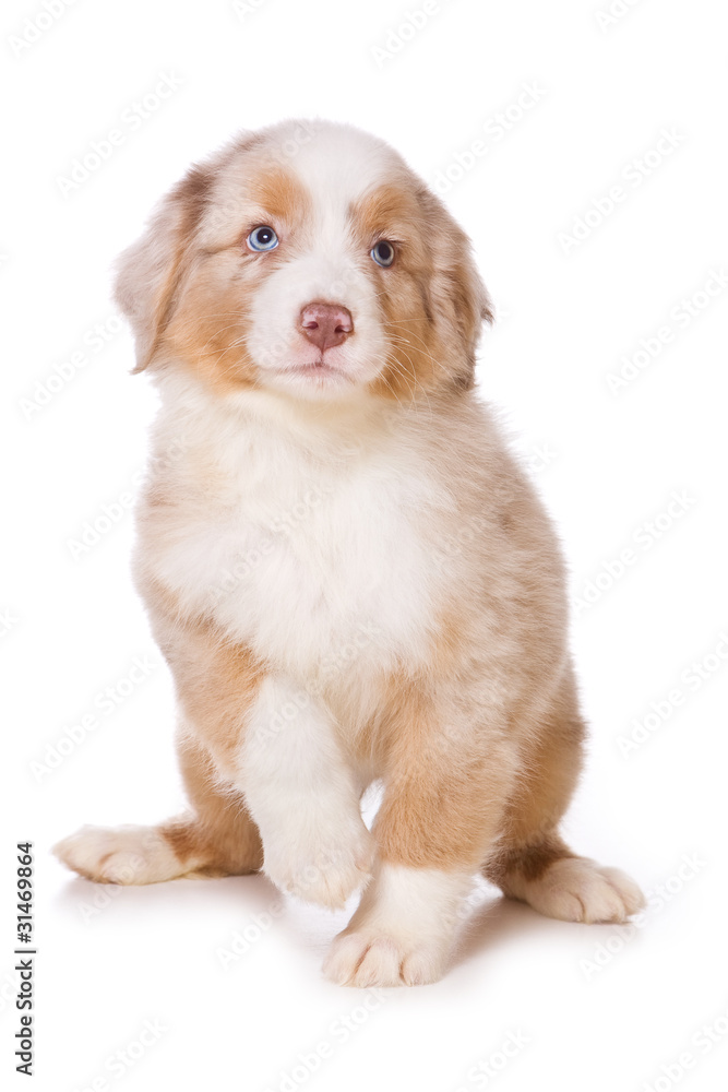 Australian Shepherd puppy on white Australian Shepherd puppy on white