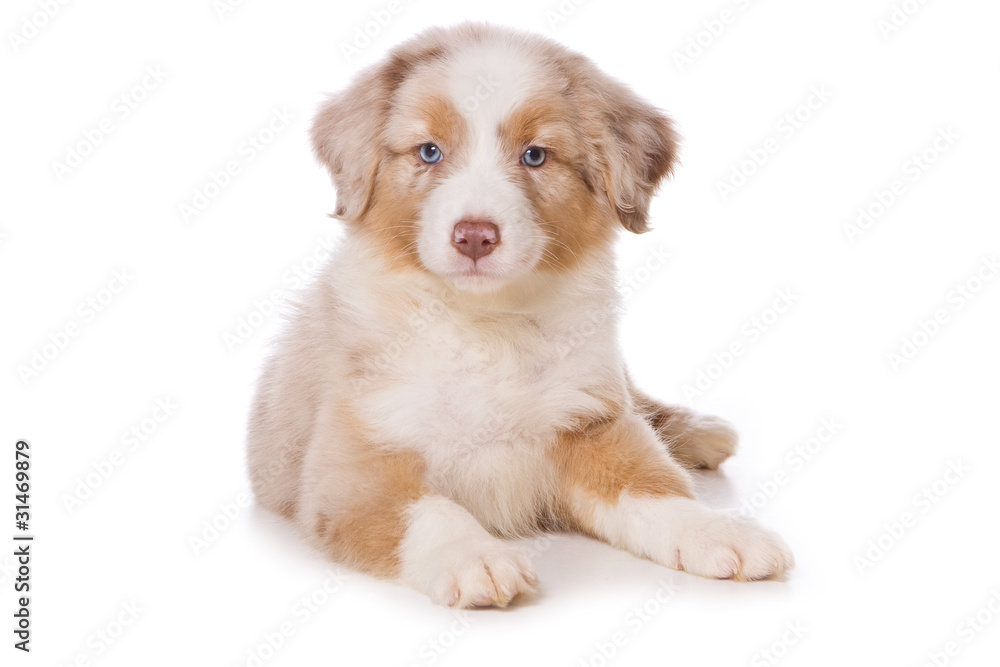 Australian Shepherd puppy on white Australian Shepherd puppy on white