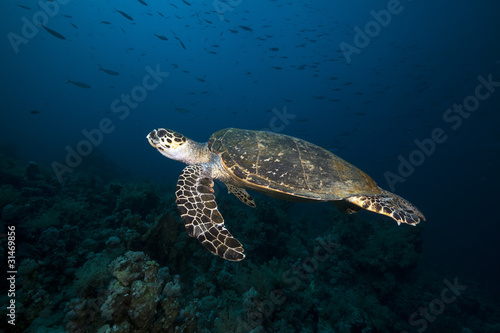 Hawksbill turtle in the Red Sea. © stephan kerkhofs