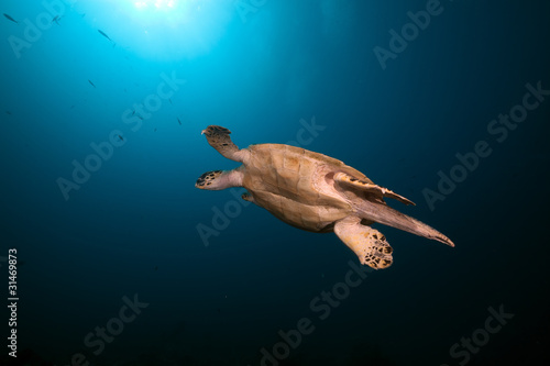 Hawksbill turtle in the Red Sea. © stephan kerkhofs