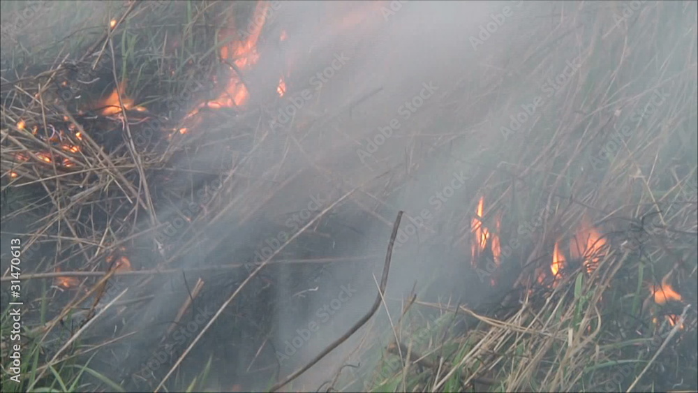 пожар в лесу Stock Video | Adobe Stock