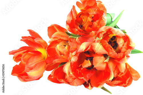 Bukiet rozwiniętych tulipanów
